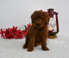 AKC Registered Mini Poodle For Sale Millersburg OH Male-Max