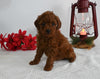 AKC Registered Mini Poodle For Sale Millersburg OH Female-Heidi