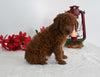 AKC Registered Mini Poodle For Sale Millersburg OH Female-Dixie