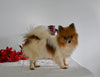 ACA Registered Pomeranian For Sale Millersburg OH Female-Tiny