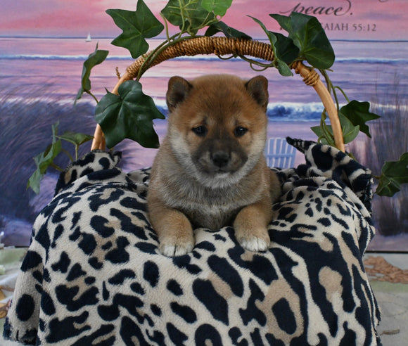 AKC Registered Shiba Inu For Sale Dundee OH Male-Milkyway