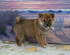 AKC Registered Shiba Inu For Sale Dundee OH Male-Milkyway