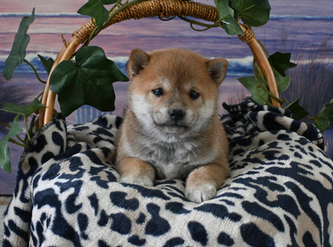 AKC Registered Shiba Inu For Sale Dundee OH Male-Twix