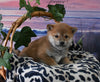 AKC Registered Shiba Inu For Sale Dundee OH Male-Twix