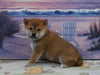 AKC Registered Shiba Inu For Sale Dundee OH Male-Twix