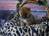 AKC Registered Shiba Inu For Sale Dundee OH Male-Snickers