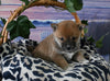 AKC Registered Shiba Inu For Sale Dundee OH Male-Snickers