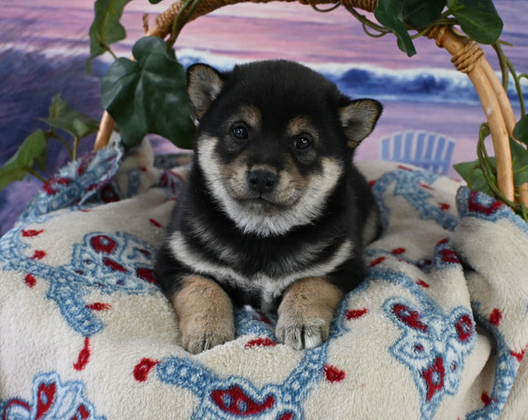 AKC Registered Shiba Inu For Sale Dundee OH Male-100 Grand