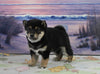 AKC Registered Shiba Inu For Sale Dundee OH Male-100 Grand