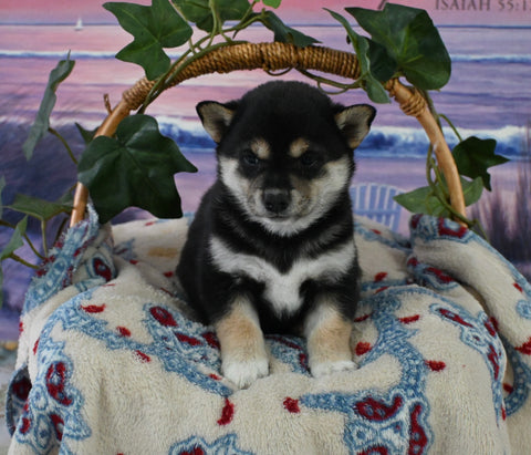 AKC Registered Shiba Inu For Sale Dundee OH Female-Baby Ruth