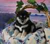 AKC Registered Shiba Inu For Sale Dundee OH Female-Baby Ruth