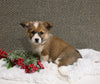 ACA Registered Welsh Corgi For Sale Applecreek OH Female-Jewel