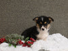 ACA Registered Welsh Corgi For Sale Applecreek OH Male-Chase