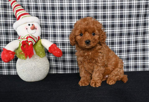 Mini F1BB Labradoodle For Sale Millersburg OH Female-Olivia