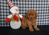 Mini F1BB Labradoodle For Sale Millersburg OH Female-Olivia