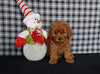 Mini F1BB Labradoodle For Sale Millersburg OH Female-Olivia