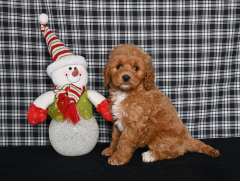 Mini F1BB Labradoodle For Sale Millersburg OH Female-Opal