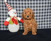 Mini F1BB Labradoodle For Sale Millersburg OH Female-Orva