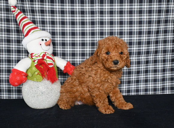Mini F1BB Labradoodle For Sale Millersburg OH Female-Oma