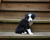 ABCA Registered Border Collie For Sale Warsaw OH Male-Max