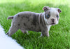 Boston Terrier For Sale Fredericksburg OH Odie