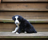 ABCA Registered Border Collie For Sale Warsaw OH Male-Max