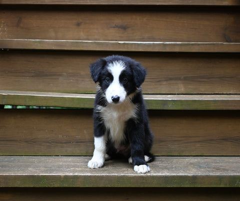 ABCA Registered Border Collie For Sale Warsaw OH Male-Max