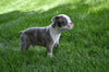 Boston Terrier For Sale Fredericksburg OH Odie