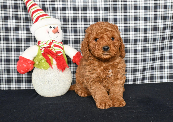 Mini F1BB Labradoodle For Sale Millersburg OH Male-Orli