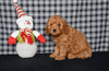 Mini F1BB Labradoodle For Sale Millersburg OH Male-Otto