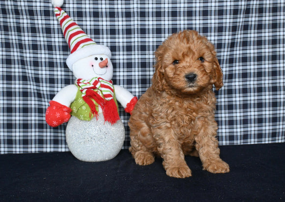 Mini F1BB Labradoodle For Sale Millersburg OH Male-Otto