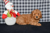 Mini F1BB Labradoodle For Sale Millersburg OH Male-Otto