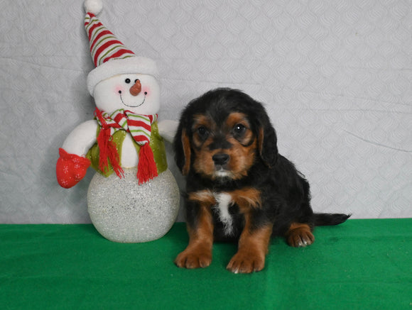 Beagle/ Mini Poodle For Sale Millersburg OH Male-Pete