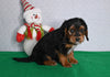 Beagle/ Mini Poodle For Sale Millersburg OH Male-Pete