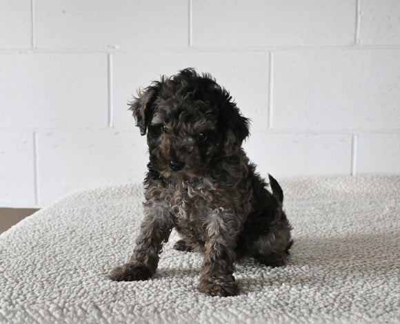 Mini F1B Goldendoodle For Sale Millersburg OH Female-Abby