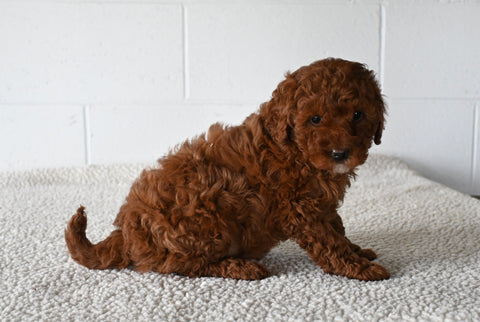 Mini F1B Goldendoodle For Sale Millersburg OH Female-Kelly