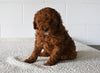 Mini F1B Goldendoodle For Sale Millersburg OH Female-Kelly