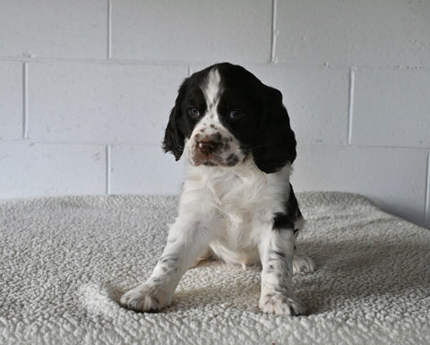 AKC English Springer Spaniel For Sale Millersburg OH Female-Greta