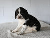 AKC English Springer Spaniel For Sale Millersburg OH Female-Greta