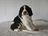 AKC English Springer Spaniel For Sale Millersburg OH Female-Greta