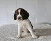 AKC English Springer Spaniel For Sale Millersburg OH Female-Zoey