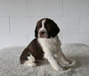 AKC English Springer Spaniel For Sale Millersburg OH Female-Zoey