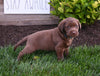 AKC Registered Labrador Retriever For Sale Millersburg OH Male-Koda