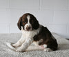 AKC English Springer Spaniel For Sale Millersburg OH Female-Zoey