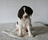 AKC English Springer Spaniel For Sale Millersburg OH Female-Cora