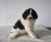 AKC English Springer Spaniel For Sale Millersburg OH Female-Cora