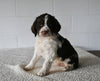 AKC English Springer Spaniel For Sale Millersburg OH Female-Cora