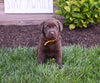 AKC Registered Labrador Retriever For Sale Millersburg OH Female-Willow