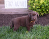 AKC Registered Labrador Retriever For Sale Millersburg OH Female-Willow