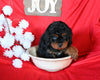 Cavapoo For Sale Sugarcreek OH Female-Twinkle